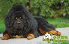 藏獒性成熟的常识文章