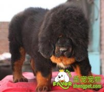 藏獒的领地性，藏獒忠诚与护家的本质所在