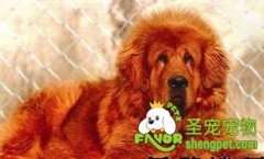 藏獒的种类及其之间的区分