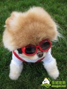 纯种犬与混血犬的优缺点比较