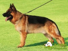 德国牧羊犬急性胃炎治疗