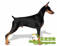 杜宾舔破皮肤无法愈合：嗜舔性皮肤炎