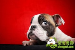 狗狗的赛级护理美容