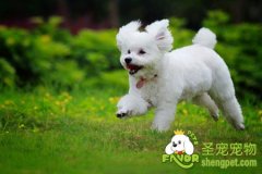 狗狗梳毛时的注意事项