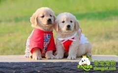 训练狗狗对事物的印记