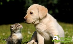 学习常用的三种响片训狗方法