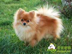 博美的运动方法