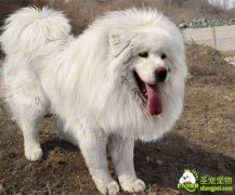 藏獒的饲养方法