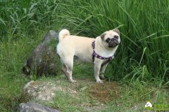 巴哥犬的饲养方法