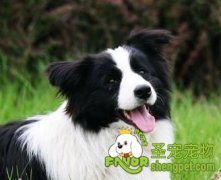 边境牧羊犬的优良特性