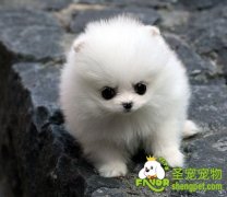 博美的美容知识和美容技巧