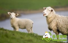 绵羊宠物得到英国一家喜爱