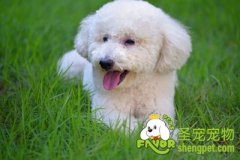 贵宾犬美容之毛发梳理