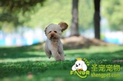 贵宾犬美容之剃毛