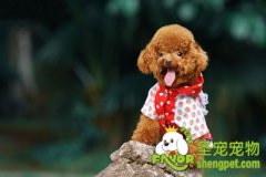 贵宾犬美容之清洗