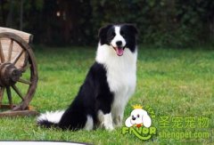 狗狗眼睛的护理