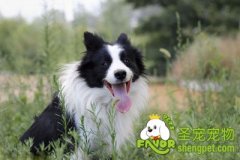 怎样给狗狗洗脸