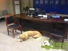 聪明金毛迷路找人帮助 避开狗贩回家