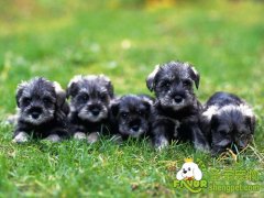 到哪里买狗之宠物市场