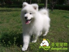 怎样让狗狗毛色亮丽