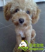 夏天给狗狗短剪毛有好处吗