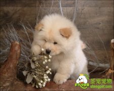 狗狗虱病的诊断和治疗方法