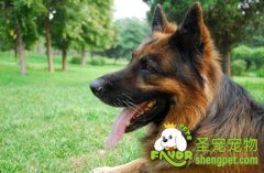 德国牧羊犬怎么梳毛