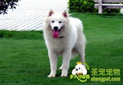 狗狗得肥胖症的症状与原因