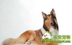 狗狗的防疫和驱虫知识