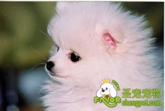 狗狗胳膊肘（前腿关节）脱毛红肿怎么办