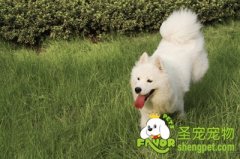 怎么给萨摩耶剪指甲？