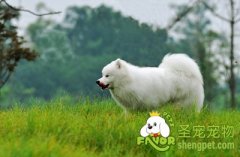 给萨摩耶美毛的方法