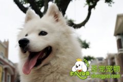 萨摩耶吃什么长毛对毛发好