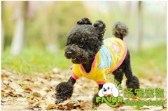 给贵宾犬剪指甲的方法