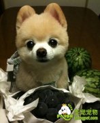 狗狗的基本生理知识