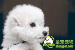 给比熊犬洗澡的注意事项
