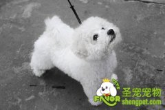 怎样给比熊犬怎么修剪毛发