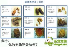 狗狗消化评分标准