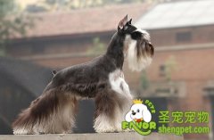 怎样给雪纳瑞梳毛