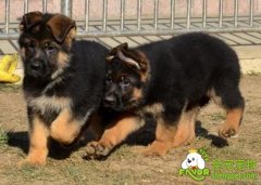 猎犬训练之幼犬的狩猎训练