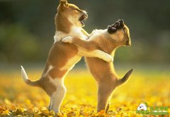 狗狗的非条件反射