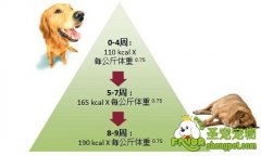母犬在怀孕期需要哪些营养需求
