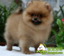 博美犬夏天护理方法