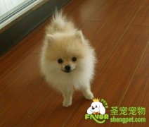 博美什么时候换毛