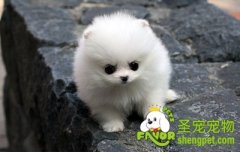 打扮博美犬的方法