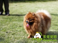 博美梳毛的方法及技巧