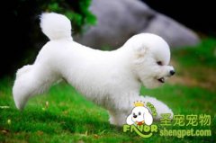 狗狗必须的营养物质