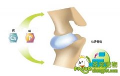 钙对猫咪身体的重要性