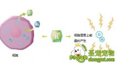 钾对猫咪身体健康的作用