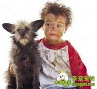 犬的行为的概念